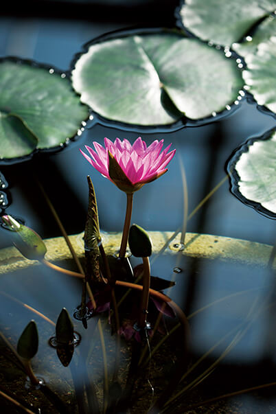 Lotus plant and leaves with sunlight coming from the side