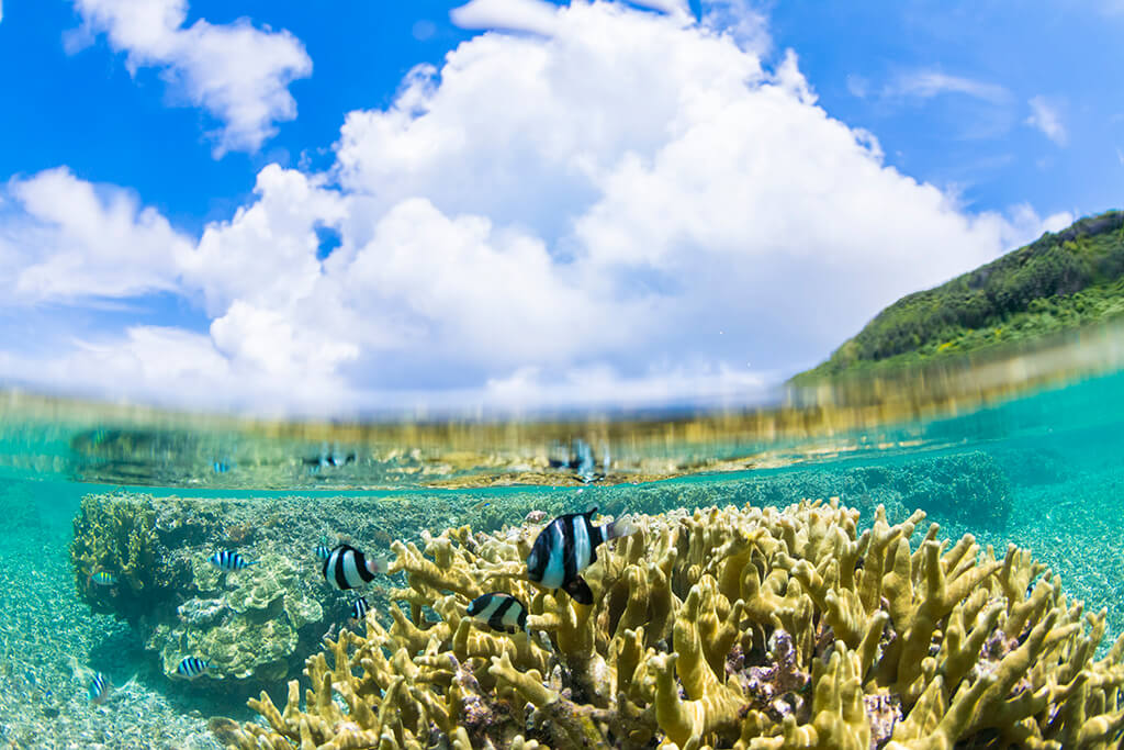 Over-under shot with fish and coral