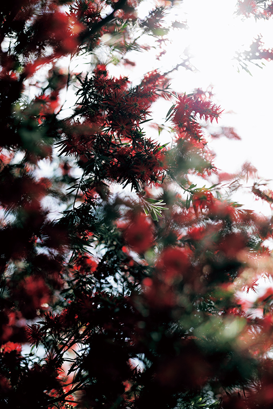 Tree branches shot against the sun