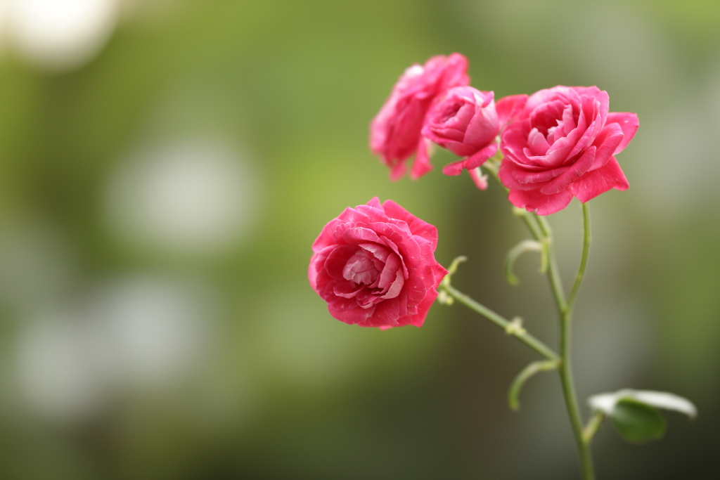 Roses against creamy bokeh background