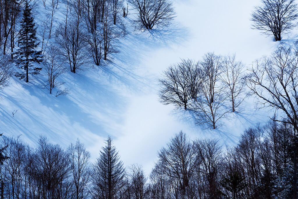 Trees in snow with shadows