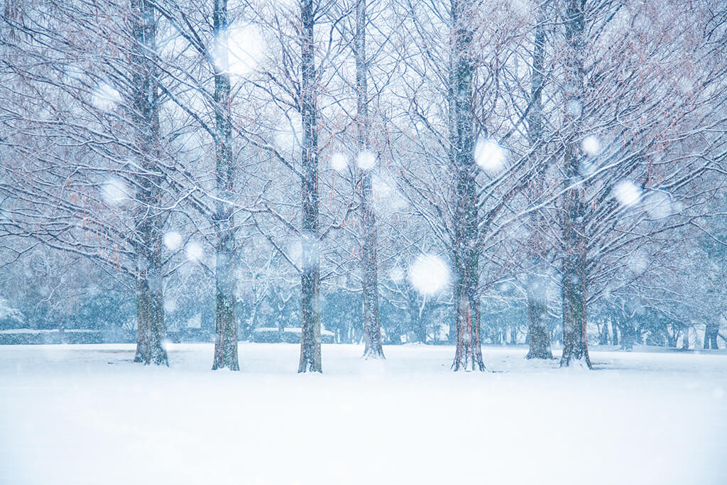 Trees in snowscape with bokeh circle snow