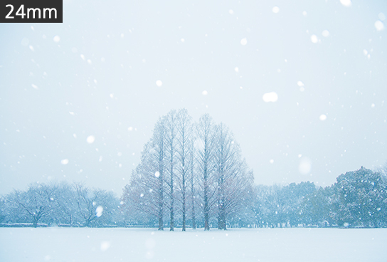 Wide-angle shot of trees in snow