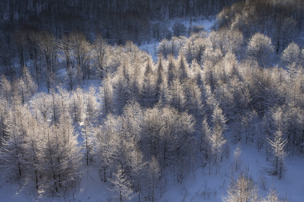 High-angle shot of frosted trees