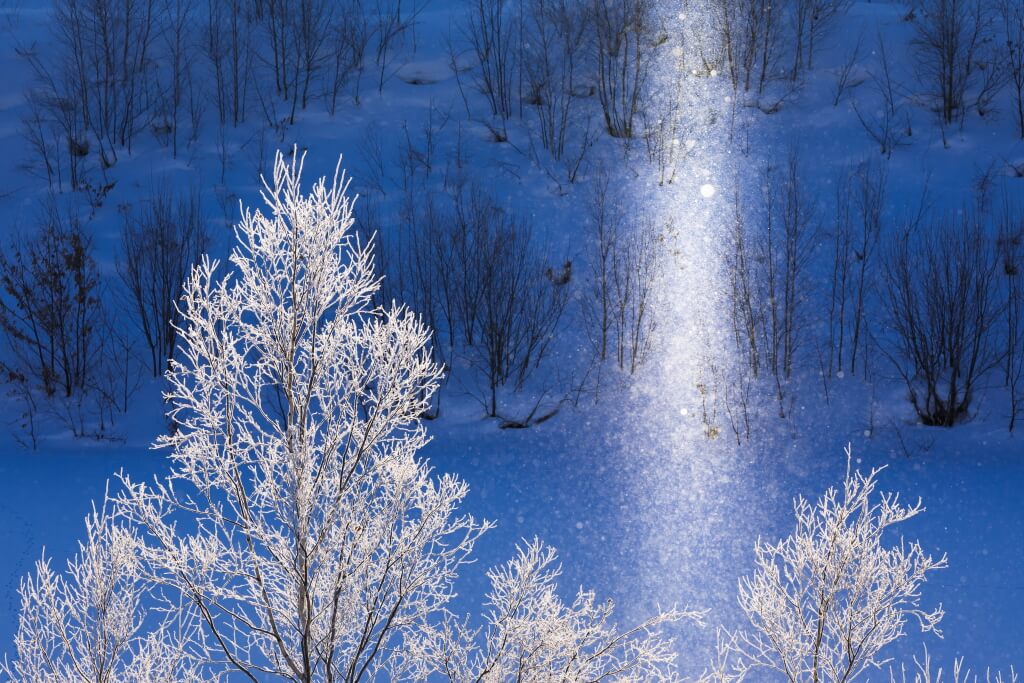 Sun pillar behind white trees