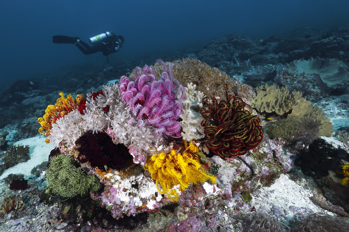EOS R Tubbataha Reef