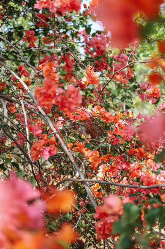 Colourful red flowers