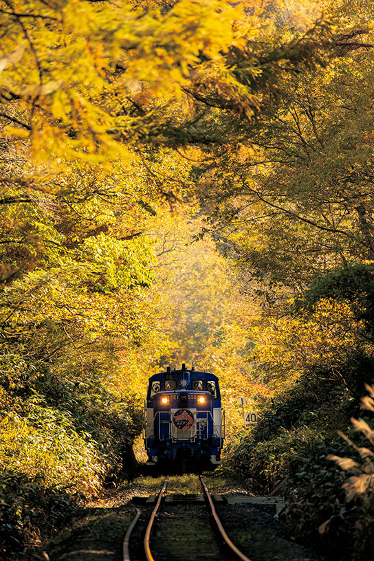 Train in forest of autumn leaves
