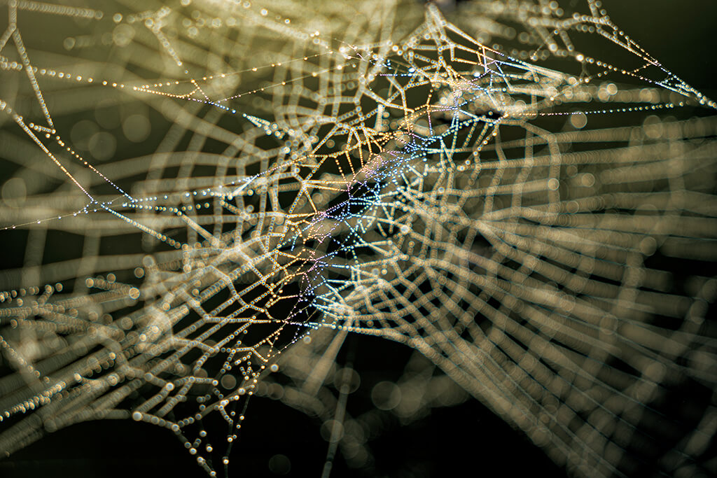Dew on spider web with rainbow colours
