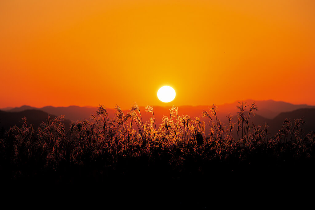 Tall grass against setting sun