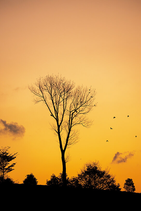 Trees and birds against setting sun