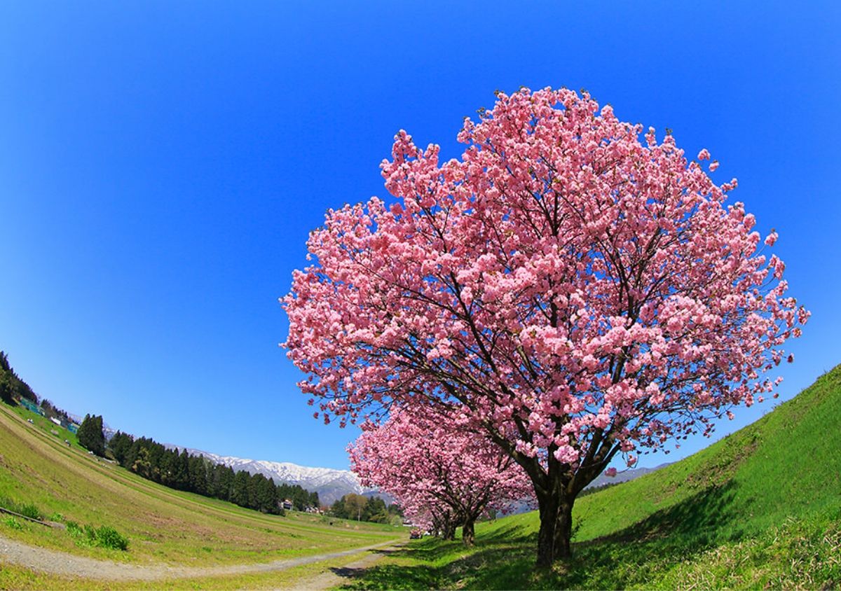 sakura tree shot using a fisheye lens