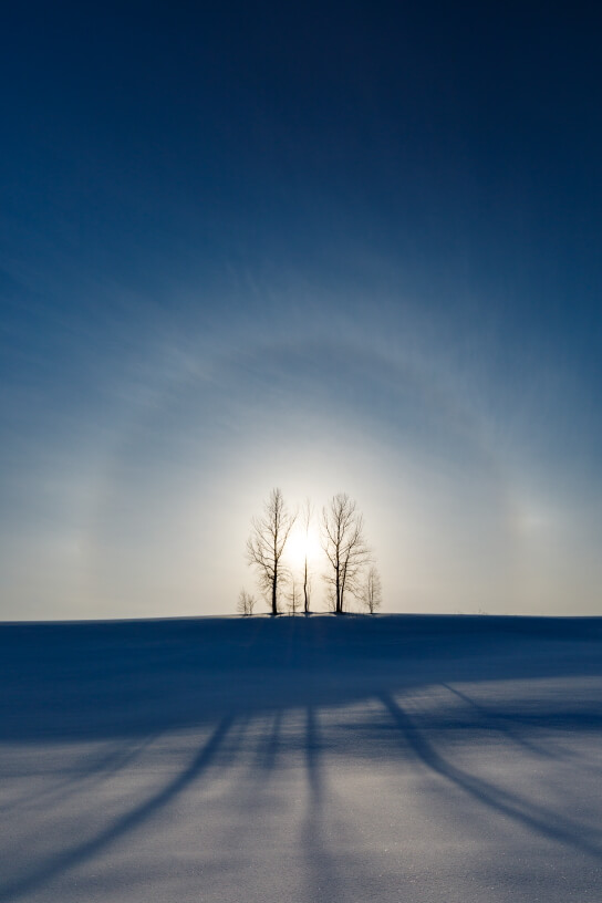 Trees on snowy field with sun halo