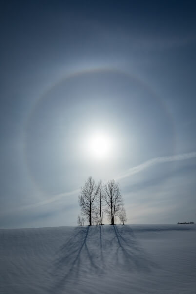 Halo with sun above trees