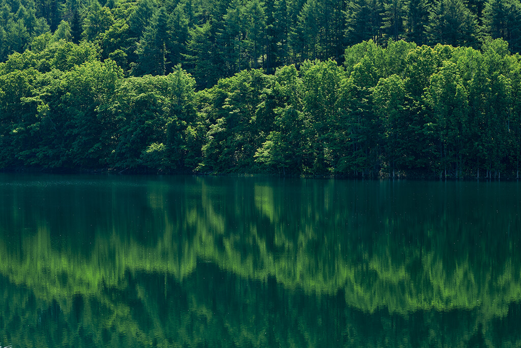 Trees and lake at 100mm