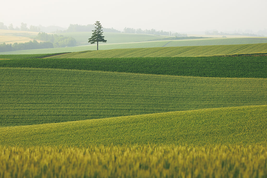 Single tree on hills at 160mm