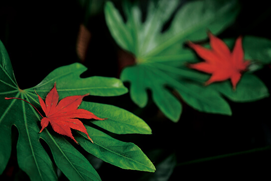 Red maple leaves on top of larger, green leaves
