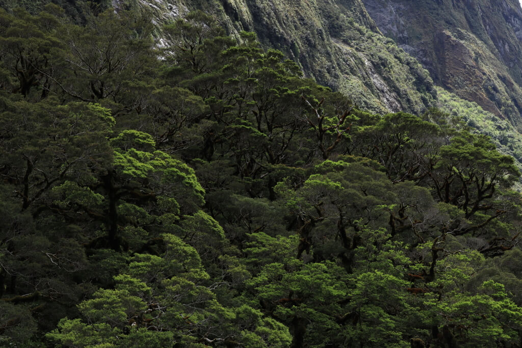 Trees and mountains with leaf detail