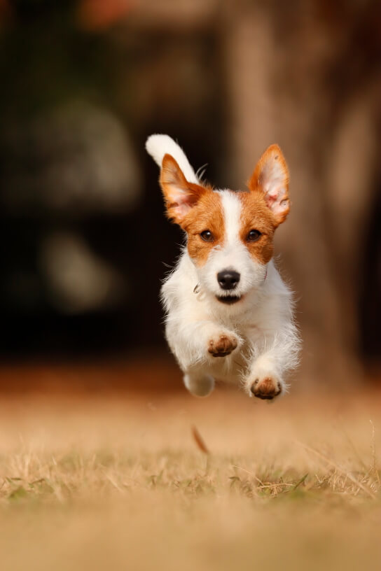 Dog in mid-jump