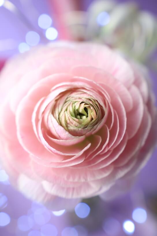 Close up of flower with bokeh circles