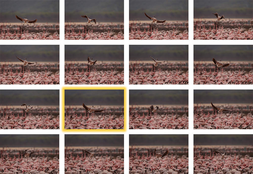 Continuous shot of flying bird