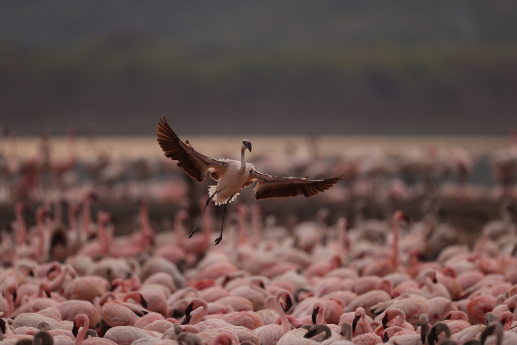 Best shot of flying bird