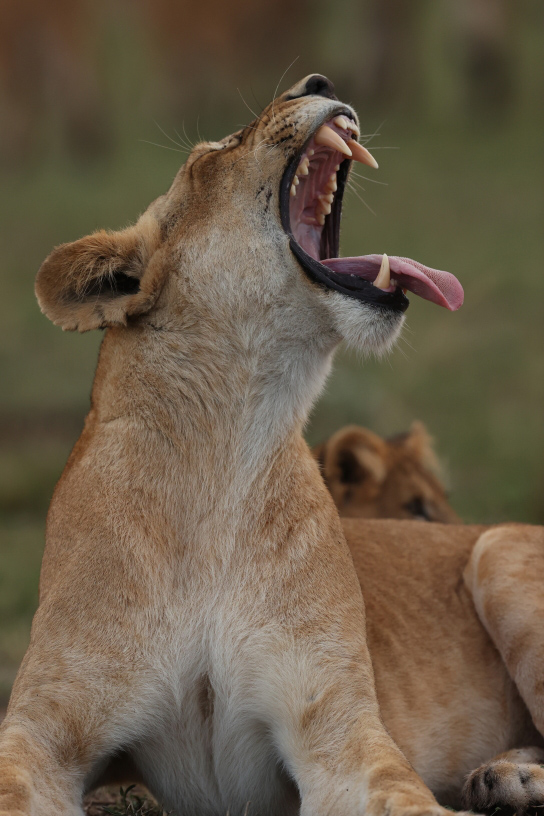 Close-up of lioness yawning