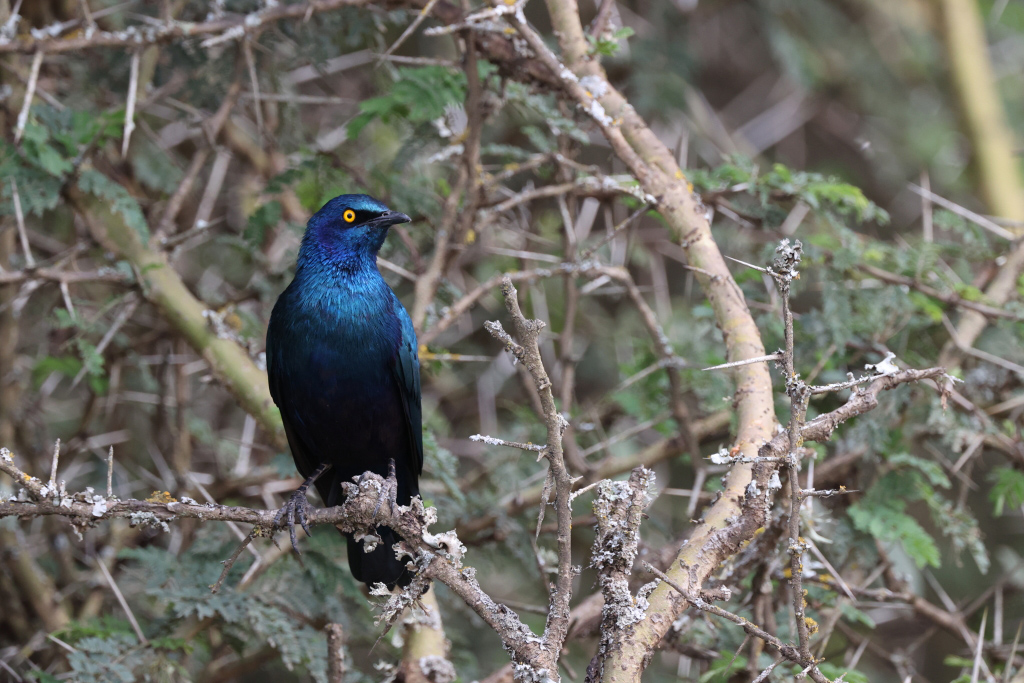 Close-up of bird in tree