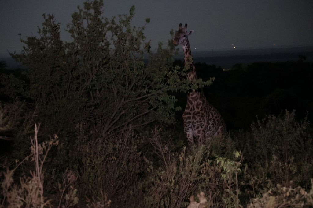 Giraffe at night