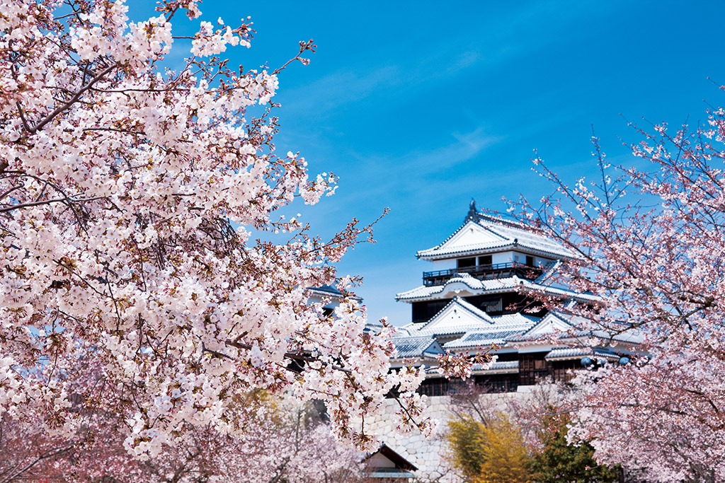 Matsuyama Castle framed by sakura with blue sky