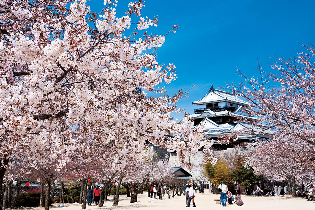 Matsuyama Castle with sakura trees and tourists in foreground