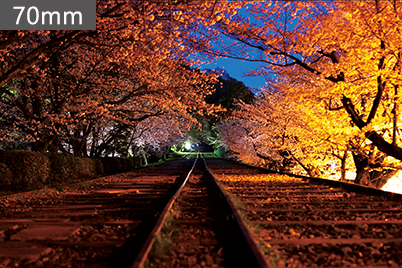 Sakura trees along railway track with blue sky and spaces
