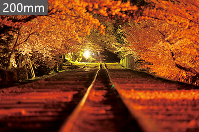 Sakura trees along railway track with dense flowers and no sky