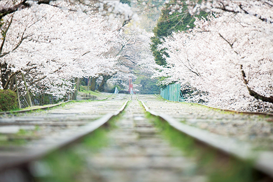 Train tracks shot very close to the ground