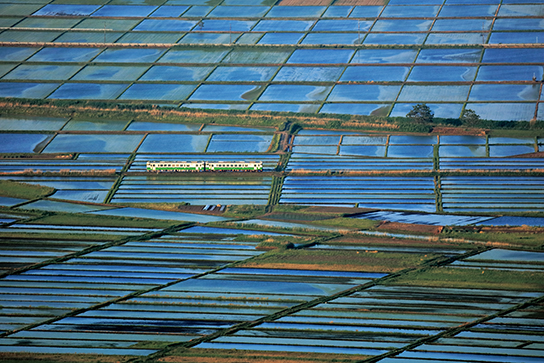 Water-filled rice fields on a clear day