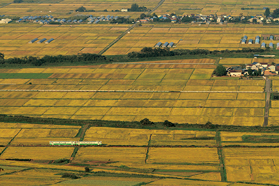 Yellow rice fields