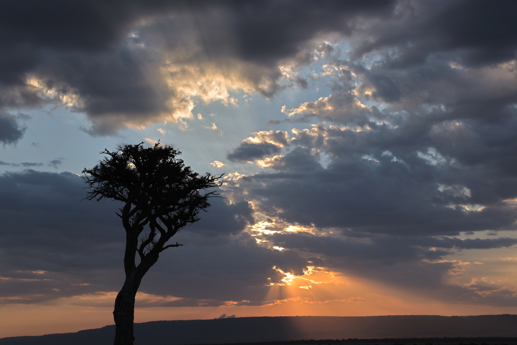 Tree against cloudy sky 