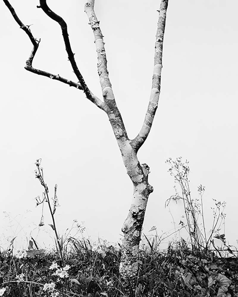 Daichi Koda, background