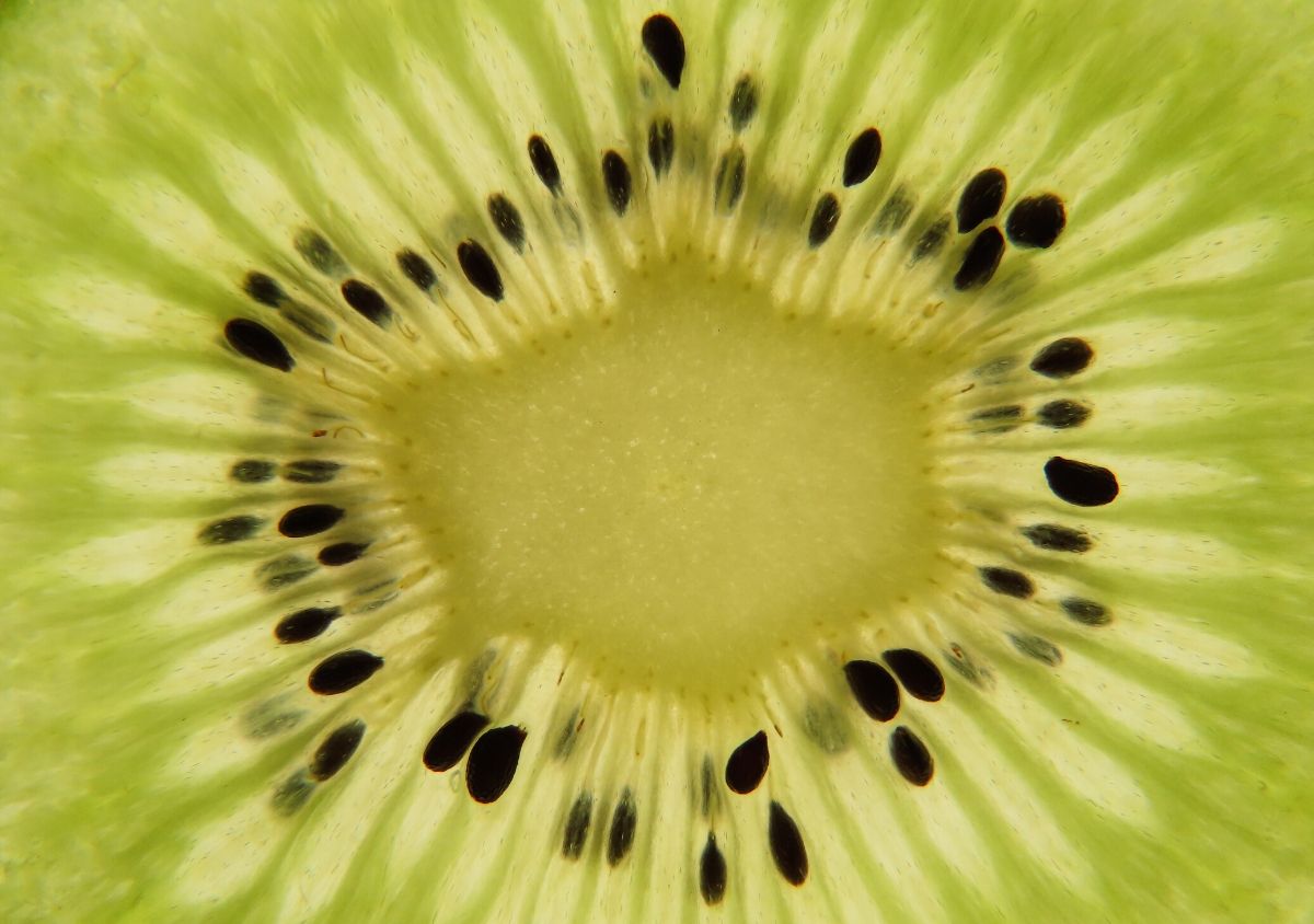 Macro shot of kiwi fruit