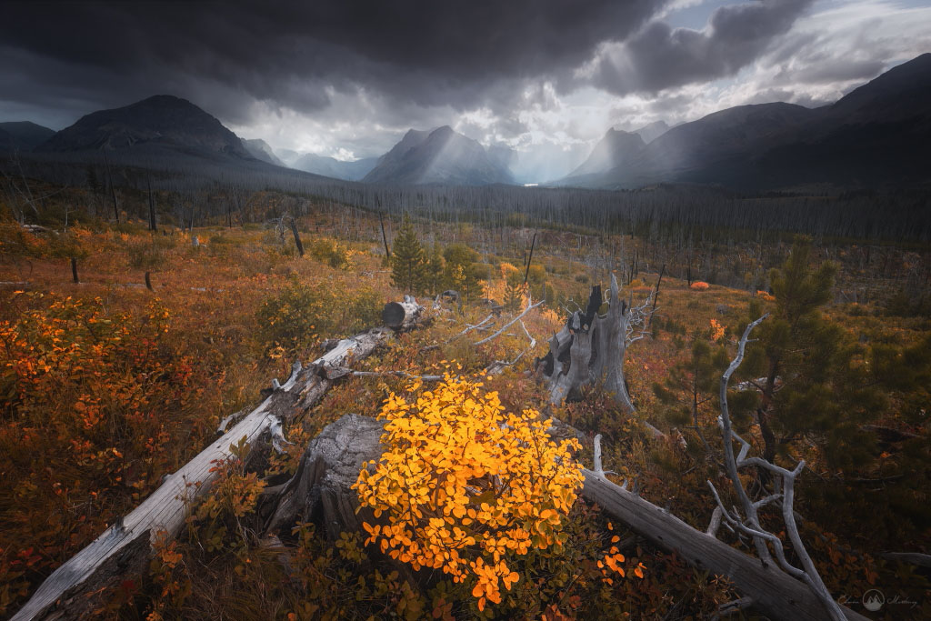 Yellow flowers against a background of wilderness and mountains under stormy sky
