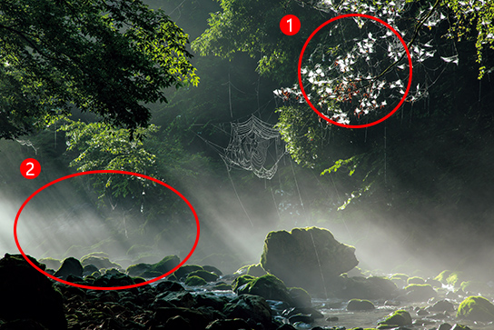 Alt:Image of sunbeams in forest with markings