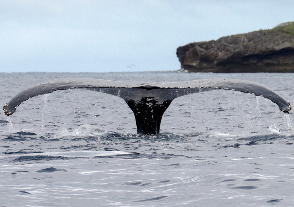 Beautiful tail flukes of a whale captured on Canon EOS RP