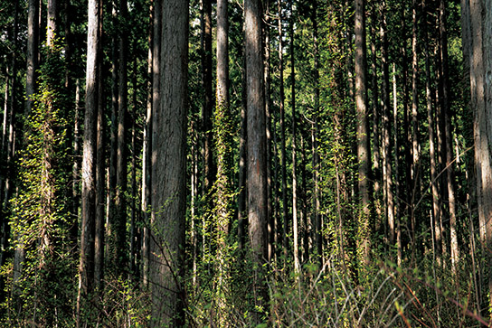 Head-on wide shot of trees in forest