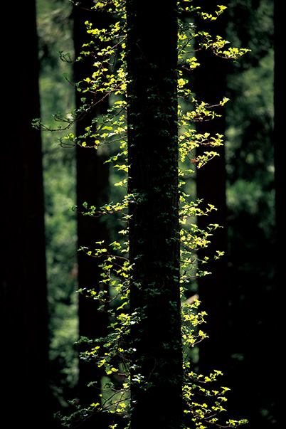 Closeup of ivy on tree trunk