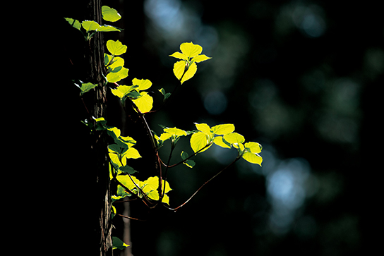 Super close-up of ivy on tree trunk