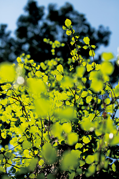 Low angle shot of ivy