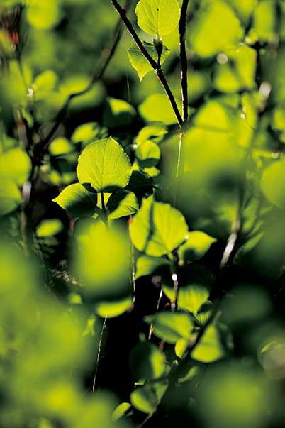 Close-up low-angle shot of ivy