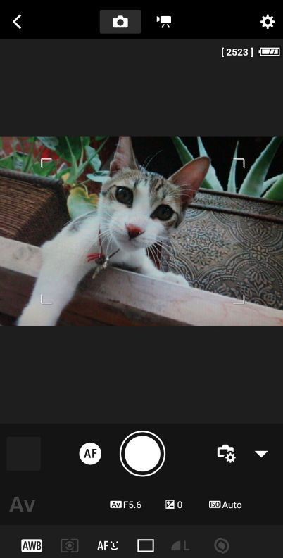 Cat photography with Camera Connect Remote Live View Shooting