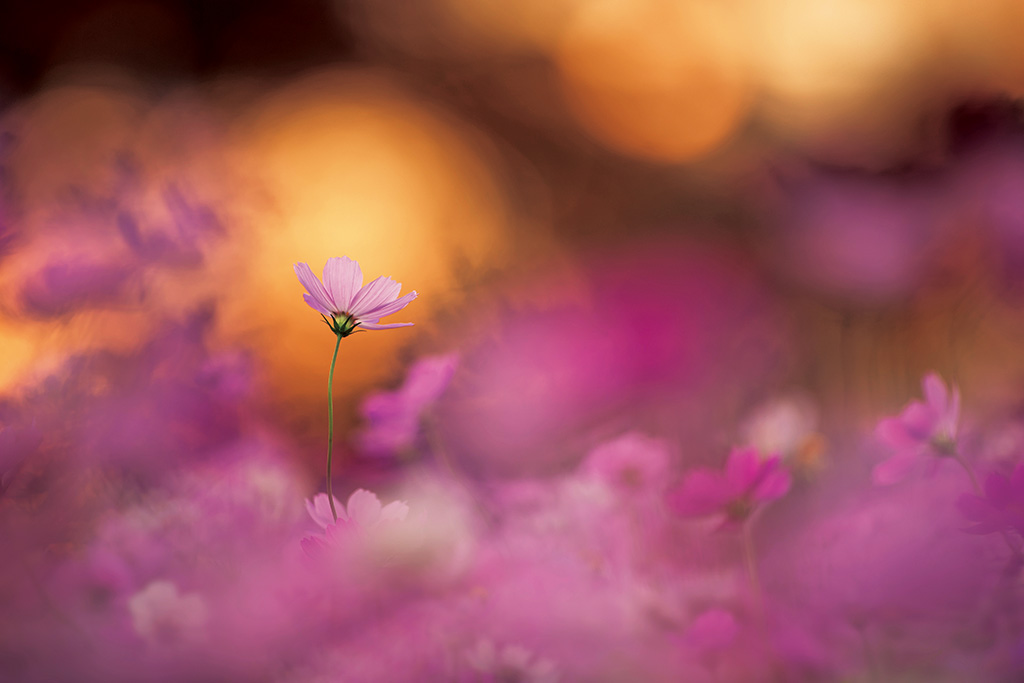 Close-up of pink cosmos flower against creamy bokeh created from other flowers and sunlight