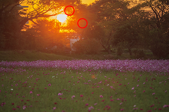 Field of cosmo flowers with strong backlight